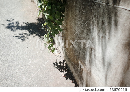foliage, leaf, leaves 58670916