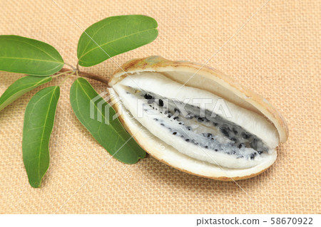 Akebi Akebi 58670922