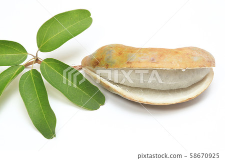 Goyo Akebi Fruit Goyo Akebi Fruit 58670925