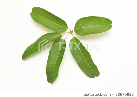 Leaves of leaf leaf akebi Leaves of leaf leaf akebi 58670928