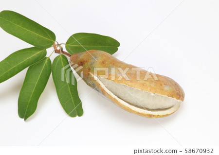 Goyo Akebi Goyo Akebi 58670932