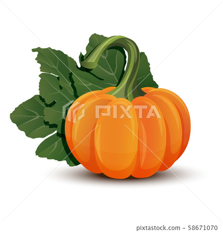 Pumpkins with leaves isolated on white background - Stock Illustration ...