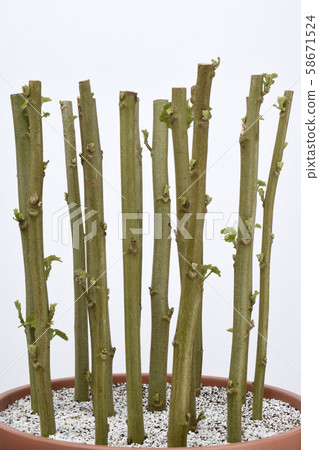 隋芙蓉（剪切圖像）（定格拍攝） 58671524