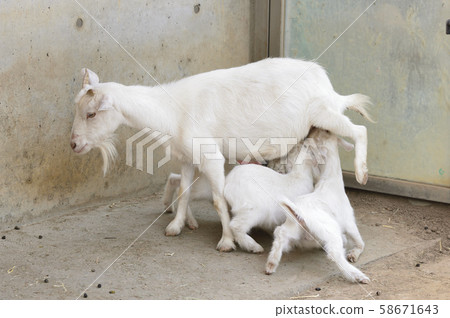 [Goat] Breastfeeding mother and child 58671643