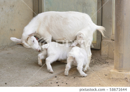 [Goat] Breastfeeding mother and child 58671644