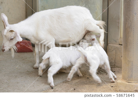 [Goat] Breastfeeding mother and child 58671645
