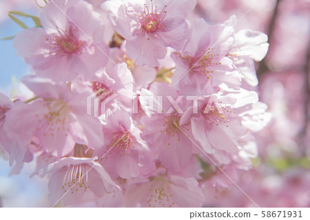 松戶坂川松戶河畔的川津櫻花 58671931