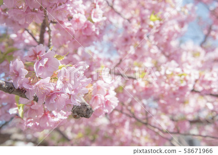 松戶市松堂坂河上盛開的川津櫻花 58671966