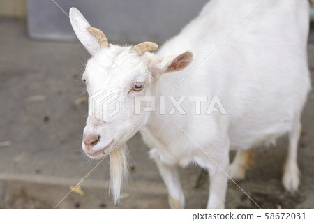 Goat  58672031