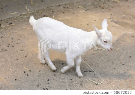 Goat  58672033