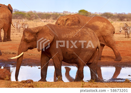 An herd of elephants is savage and pounding in 58673201