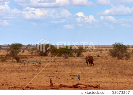 Landscape view in safari. Kenya in Africa, 58673207