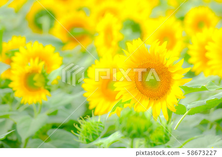 向日葵（Akeno向日葵田） 58673227