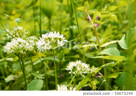 Detailed view of white flowers of wild garlic Detailed view of white flowers of wild garlic 58673249