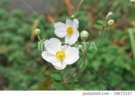 白海葵花 白海葵花 58673337