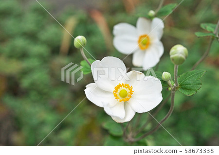 白海葵花 白海葵花 58673338