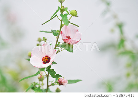 White small scorpion flower White small scorpion flower 58673415