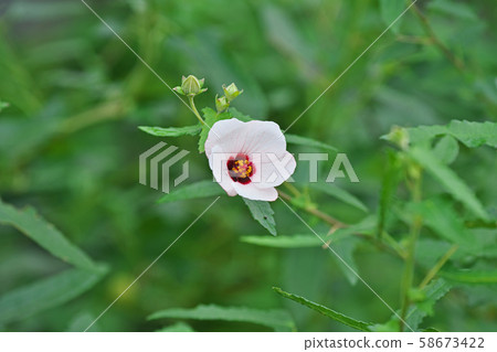 White small scorpion flower 58673422