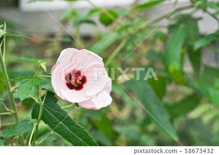 White small scorpion flower 58673432