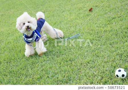 Dog playing soccer 58673521