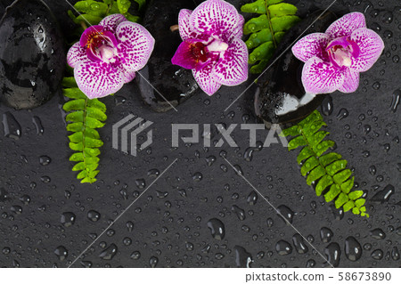 Zen concept. Beautiful orchid flowers, green 58673890