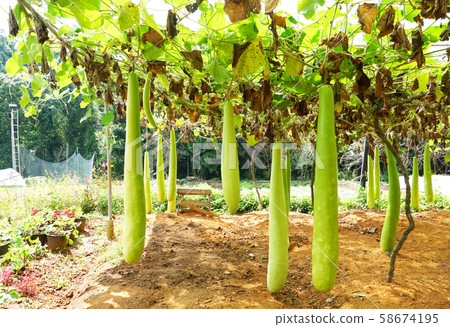 Raw zucchini on the farm Raw zucchini on the farm 58674195