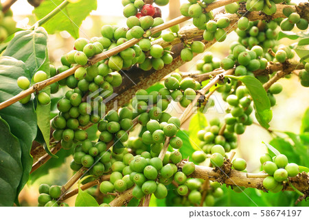 Raw green coffee beans on branch of coffee tree Raw green coffee beans on branch of coffee tree 58674197