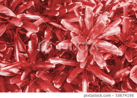 Red theme on bromeliads leaves background 58674198