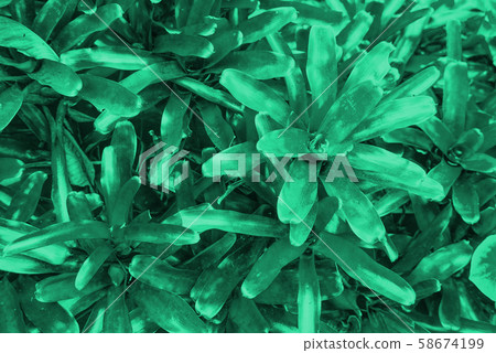 Green theme on bromeliads leaves background Green theme on bromeliads leaves background 58674199