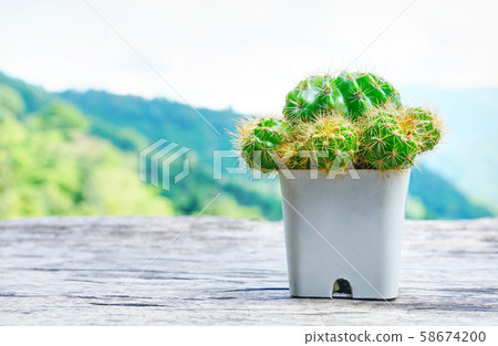 Cactas in white pot on the table 58674200
