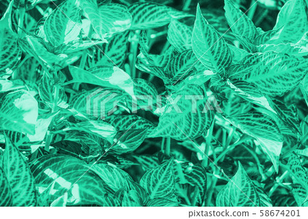 Green theme on leaves background Green theme on leaves background 58674201