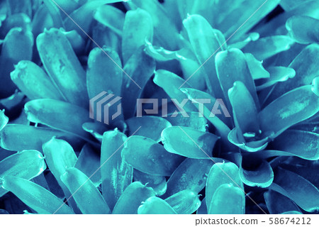 Green theme on bromeliads leaves background Green theme on bromeliads leaves background 58674212