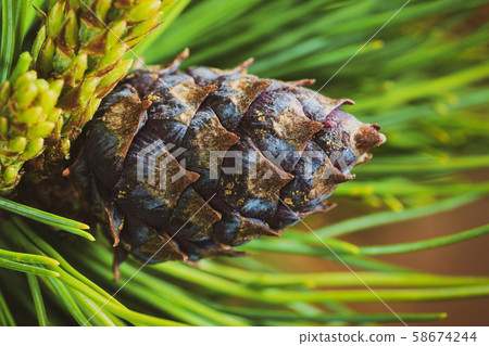 Cone with nut of dwarf stone pine (Pinus Pumila). Close-up floral background, Christmas mood Cone with nut of dwarf stone pine (Pinus Pumila). Close-up floral background, Christmas mood 58674244