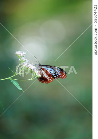 朝日馬達原京都府植物園2019.10 58674423