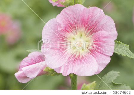Pink hollyhock flowers in garden Pink hollyhock flowers in garden 58674602