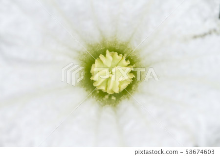 Coccinia grandis flower Coccinia grandis flower 58674603
