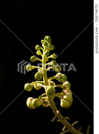 Rimlight on cannonball flowers with black 58674678