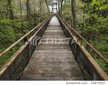 Suspension bridge in the forest [Wainai City, Niigata Prefecture] 58674987
