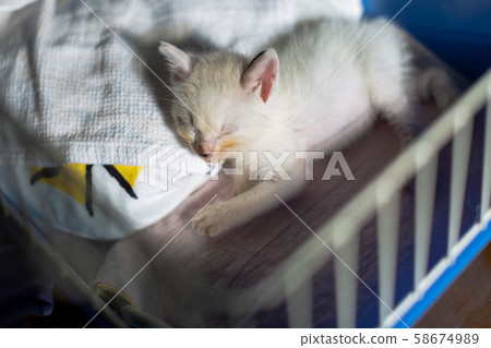 Kitten 4 weeks old Protected cat Kitten 4 weeks old Protected cat 58674989