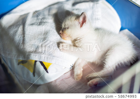 Kitten 4 weeks old Protected cat 58674993