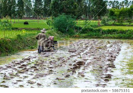 Traditional Thai style rice growth Traditional Thai style rice growth 58675331