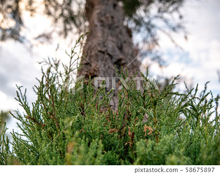 Green bush under a blurred tree 58675897