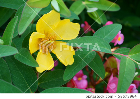 金絲桃屬植物Hydcode 58675964