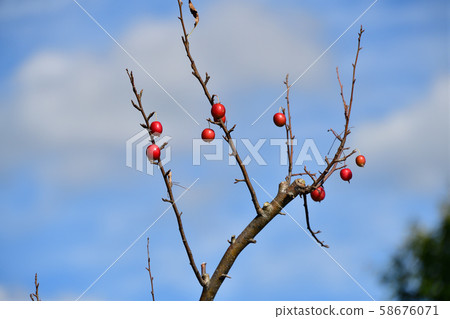 Taking a picture of cherry trees in Otobe-cho, Hokkaido 58676071