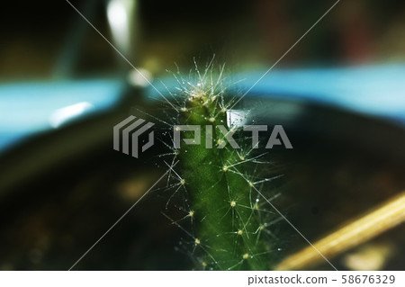 Cactus in the pot Cactus in the pot 58676329