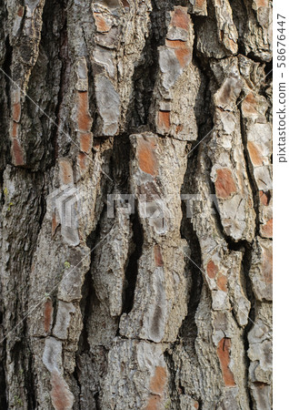 bark of a coniferous tree close up 58676447