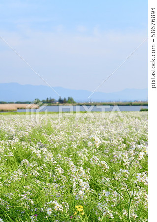 福島縣（新潟縣）的日本蘿蔔花 58676893