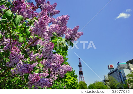 Sapporo Odori Park Lilac 58677085