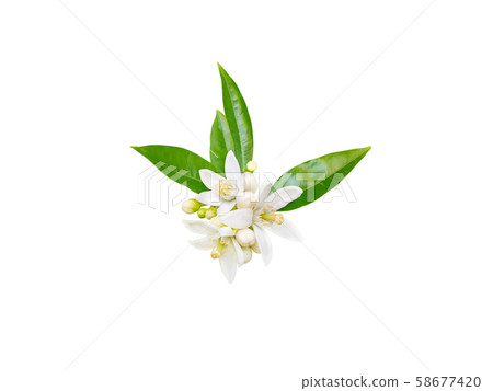 Neroli blossom isolated on white 58677420