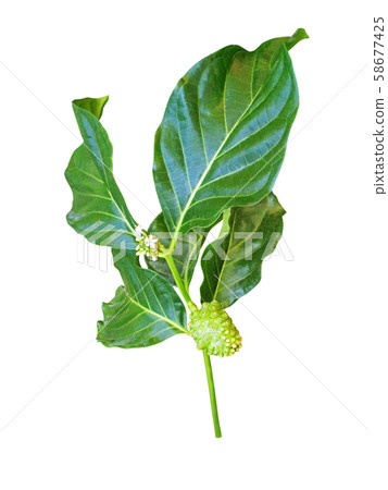 Noni or morinda citrifolia branch isolated on 58677425